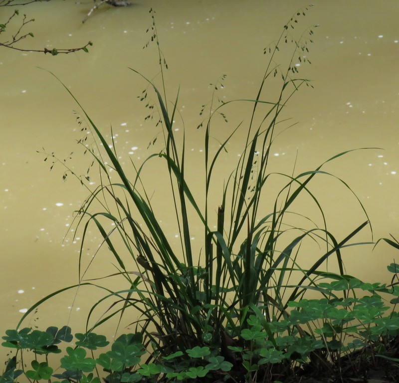 California Sweetgrass photo 3