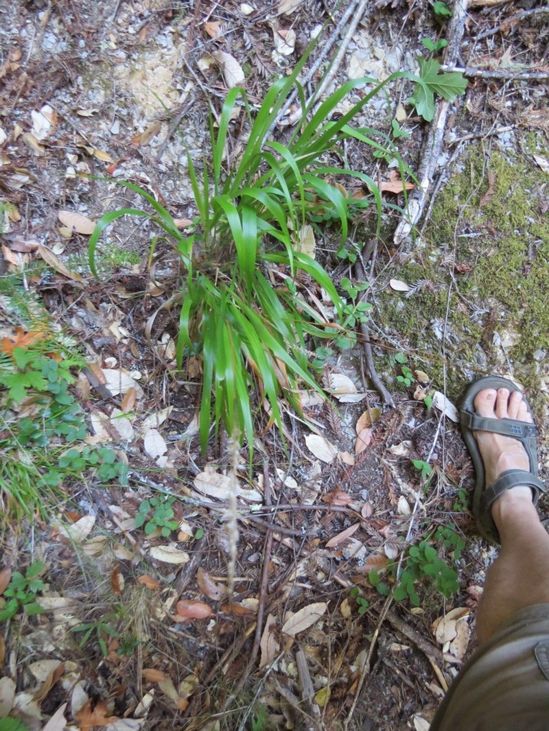 California Sweetgrass photo 4