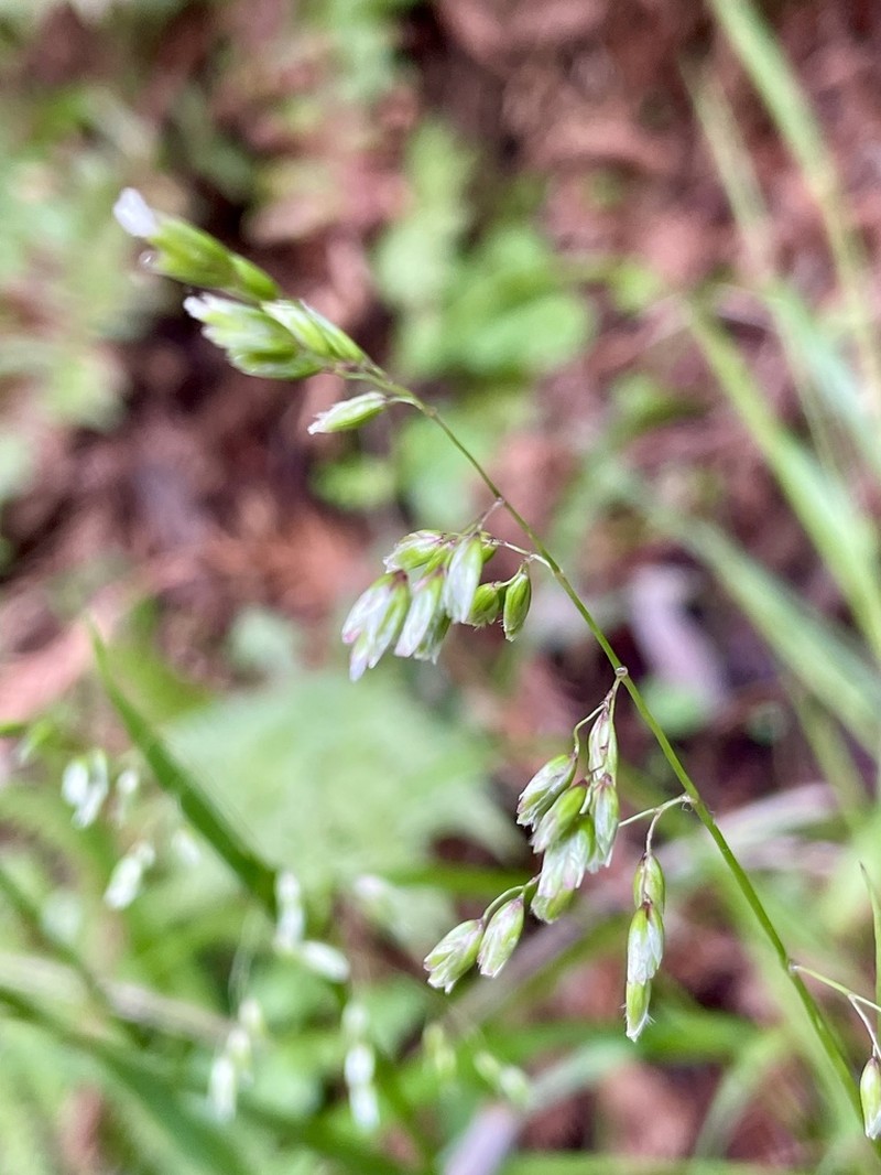 California Sweetgrass photo 5
