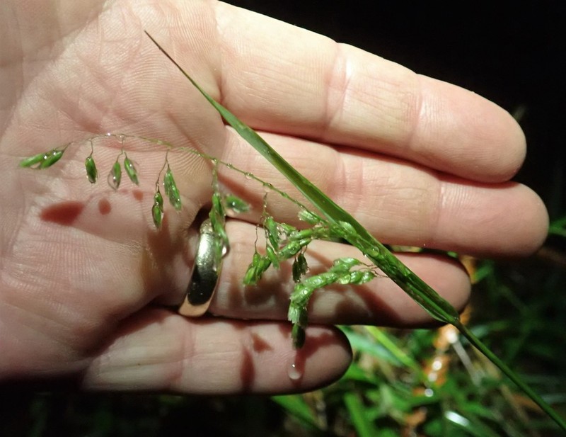 California Sweetgrass photo 6