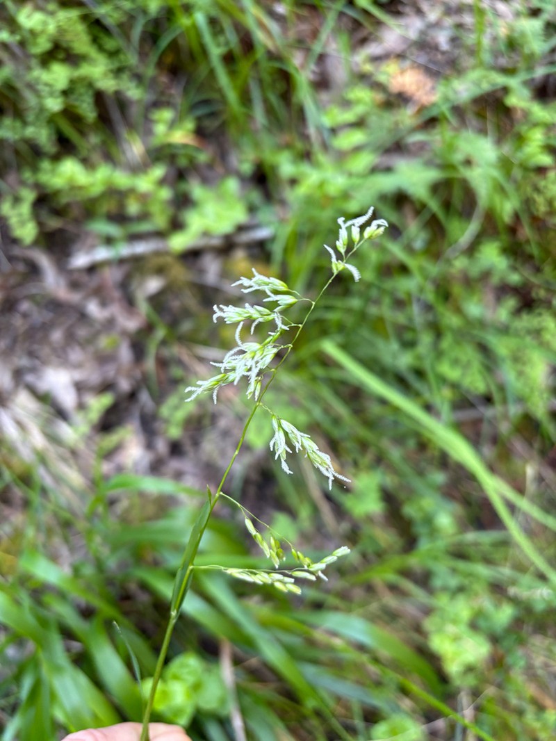 California Sweetgrass photo 7