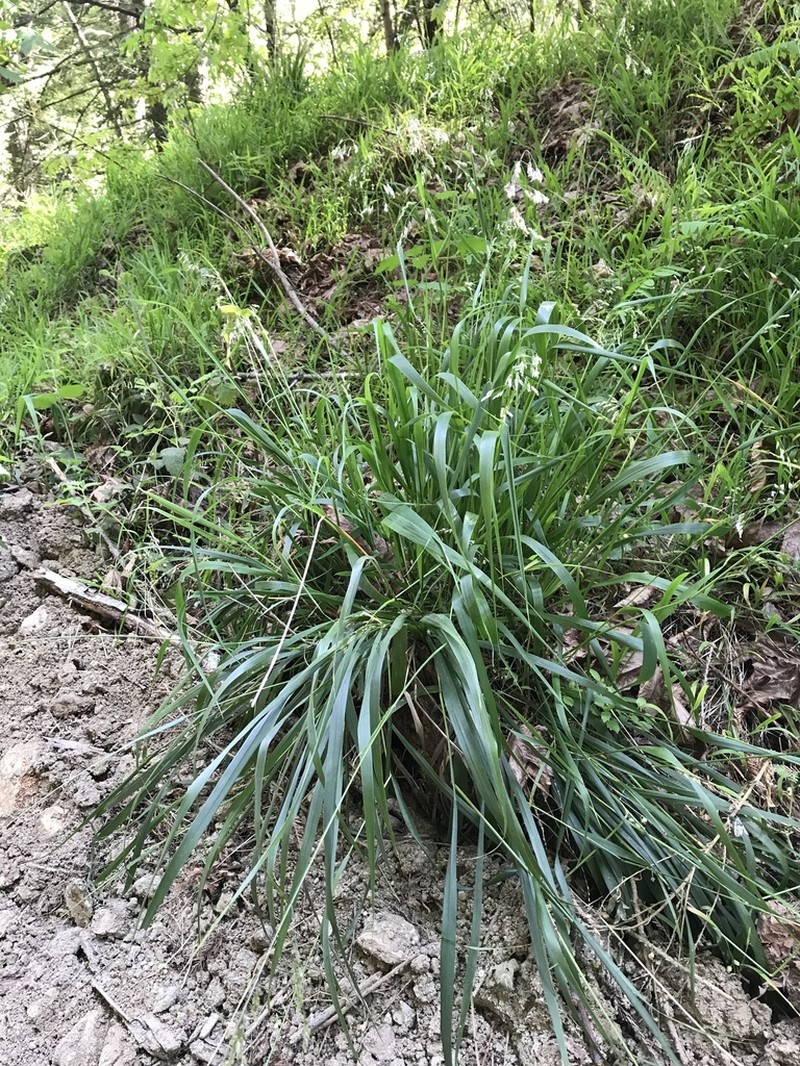 California Sweetgrass photo 8