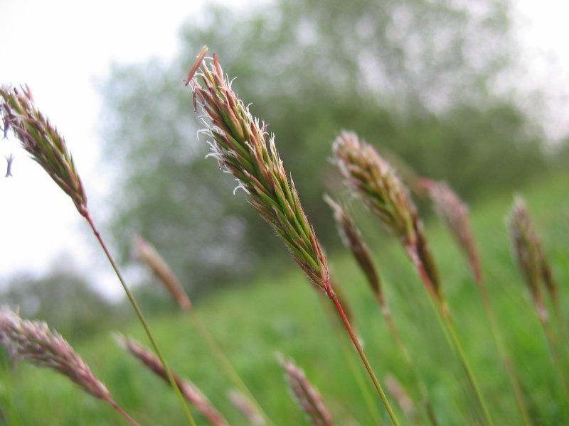 Sweet Vernalgrass photo 2