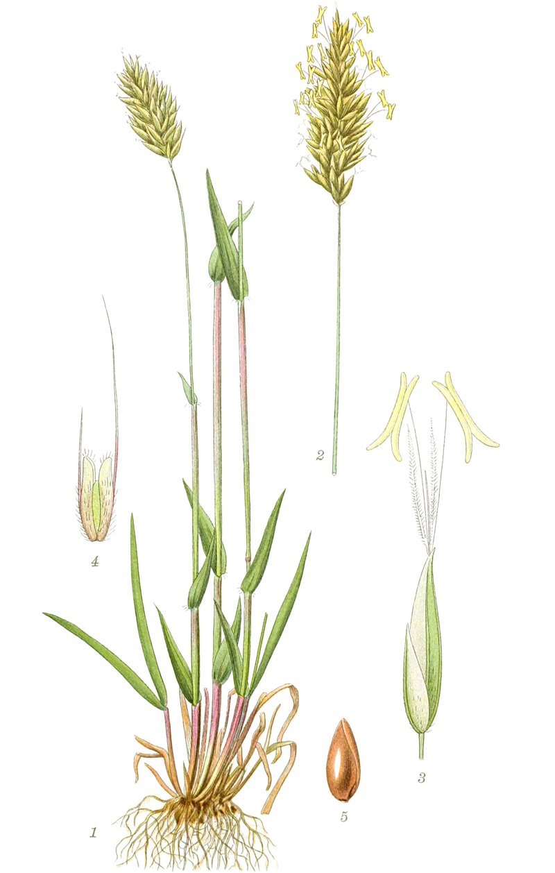 Sweet Vernalgrass photo 3