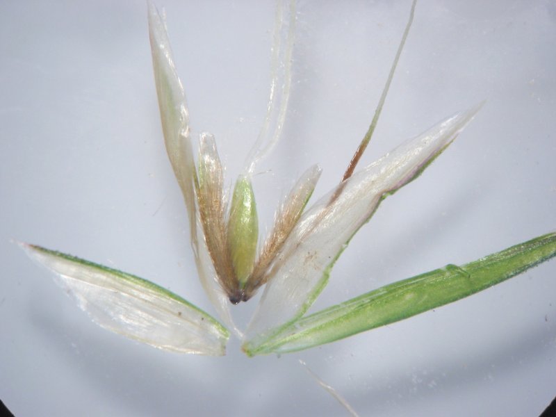 Sweet Vernalgrass photo 4