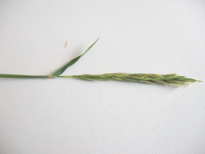 Sweet Vernalgrass photo 5