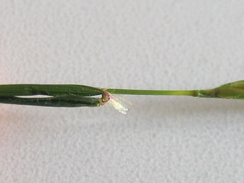 Sweet Vernalgrass photo 6