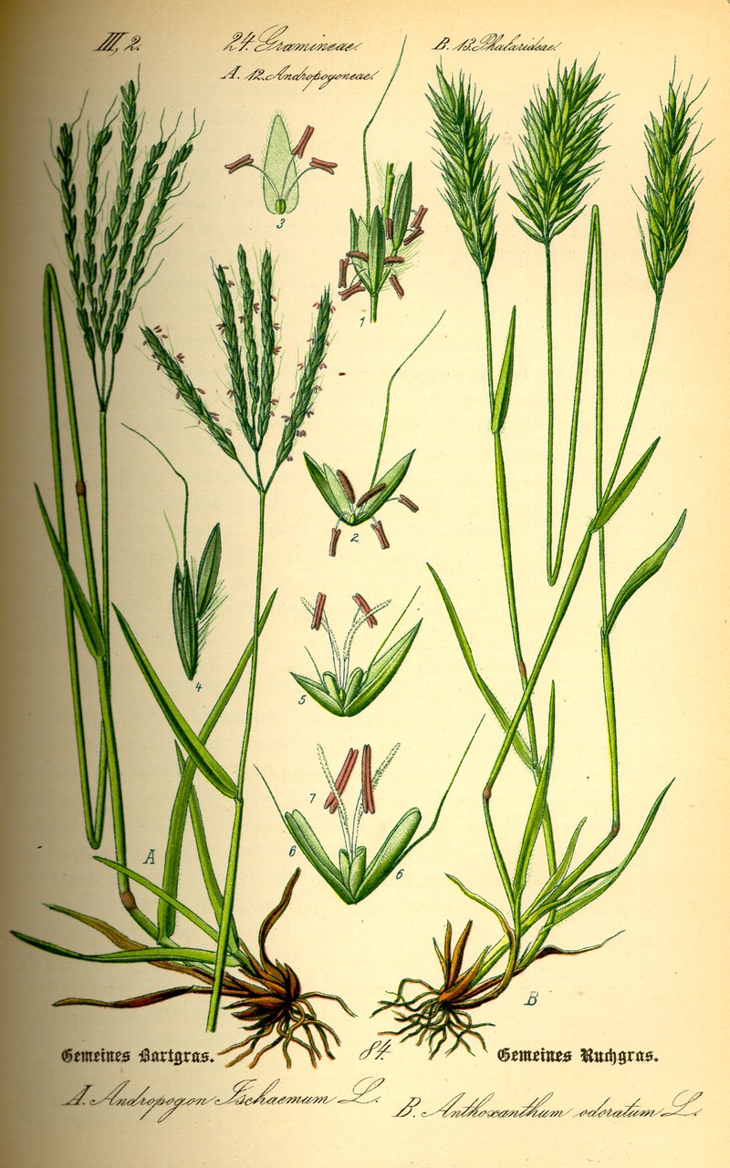 Sweet Vernalgrass photo 7