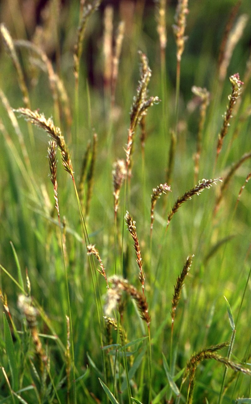 Sweet Vernalgrass