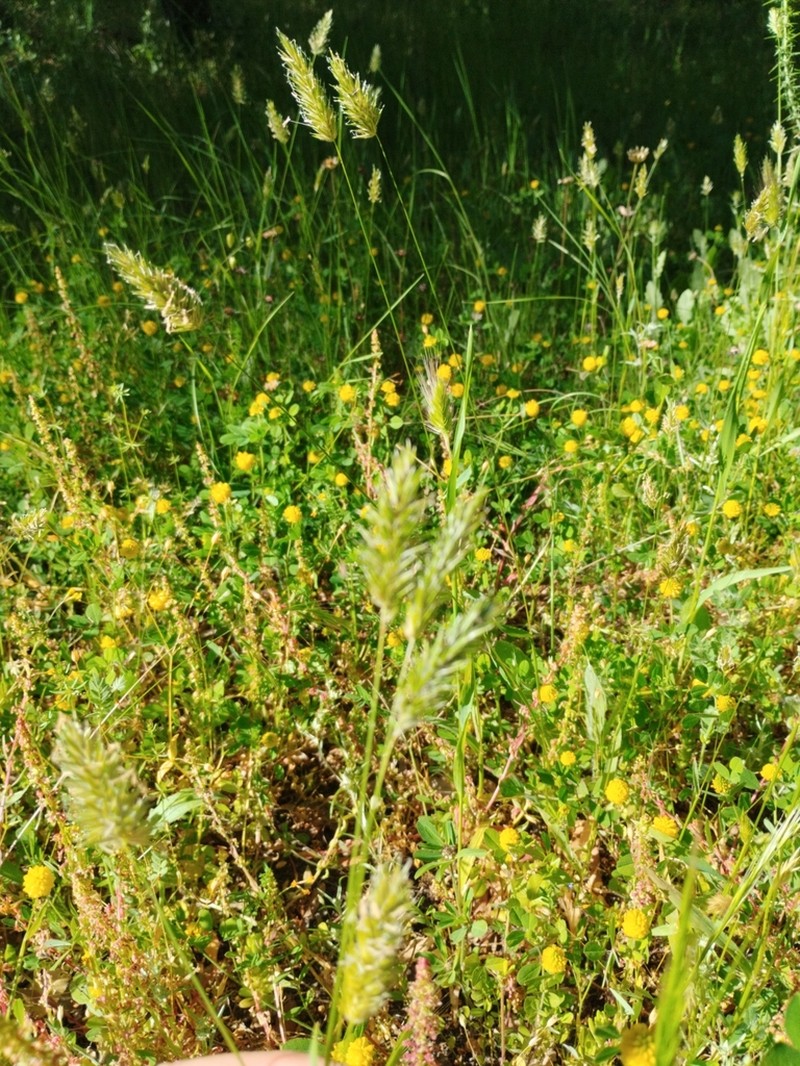 Anthoxanthum ovatum