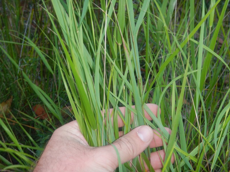 Anthoxanthum rariflorum