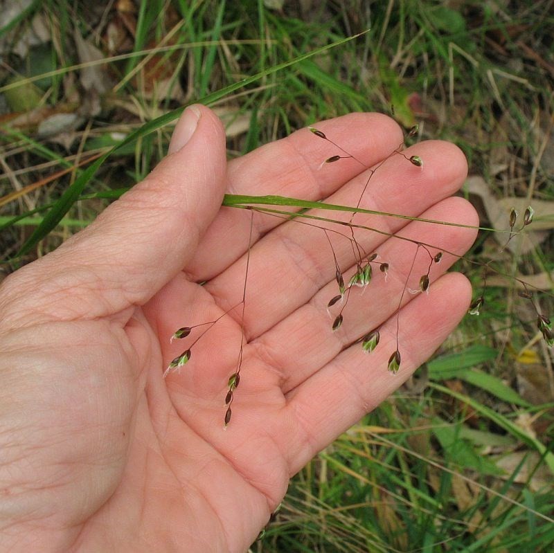 Anthoxanthum rariflorum photo 2