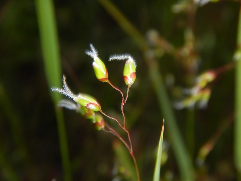 Anthoxanthum rariflorum photo 3