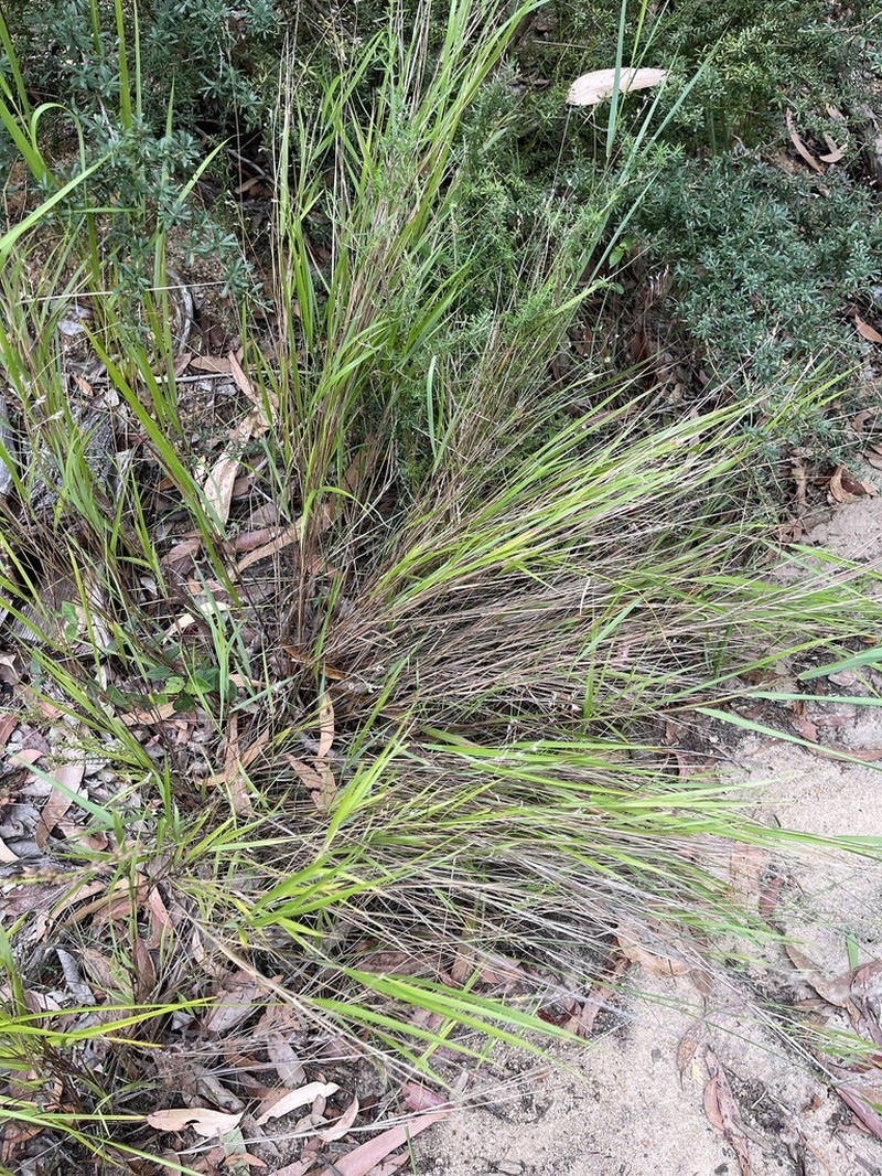 Anthoxanthum rariflorum photo 4