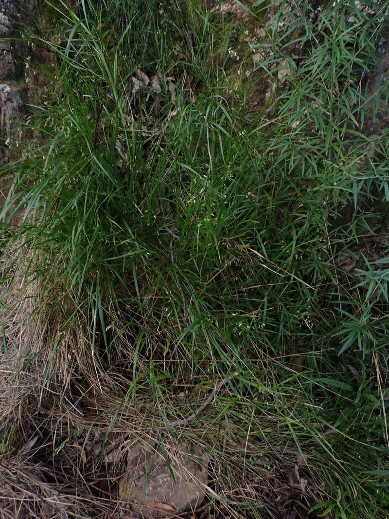 Anthoxanthum rariflorum photo 5