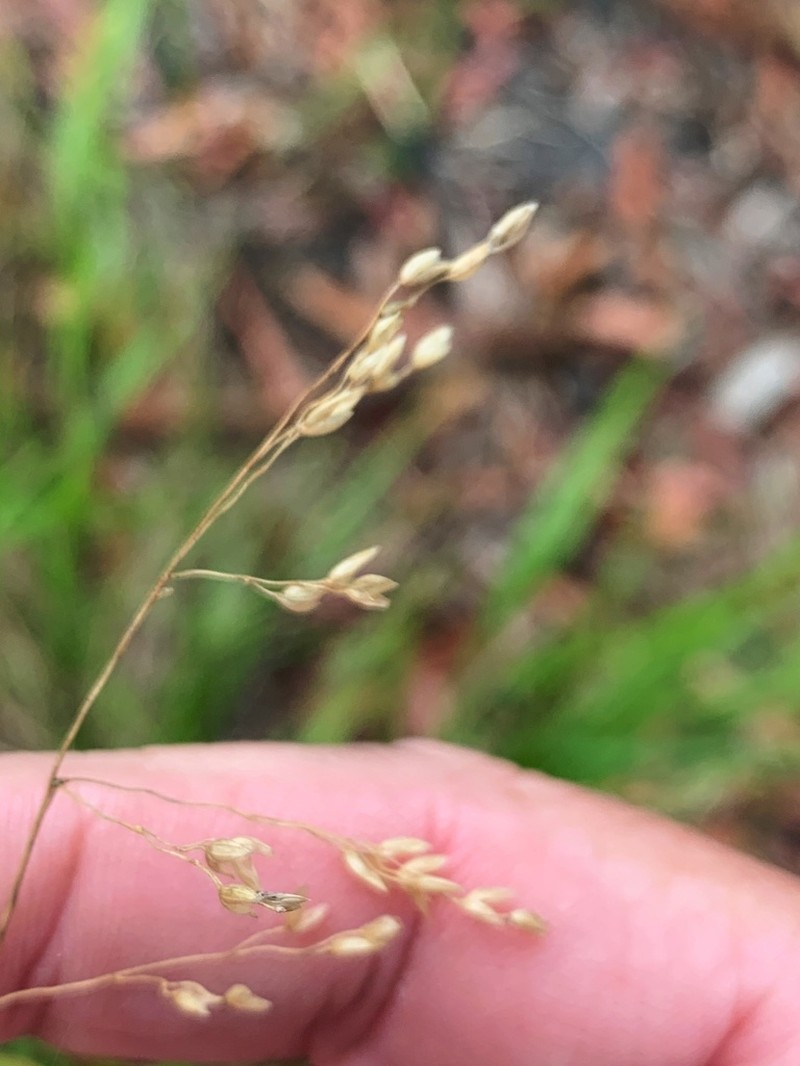Anthoxanthum rariflorum photo 6