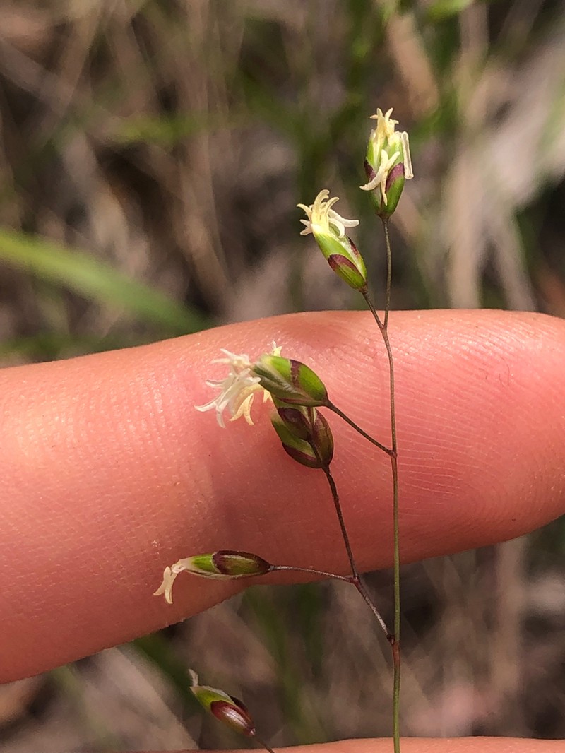 Anthoxanthum rariflorum photo 7