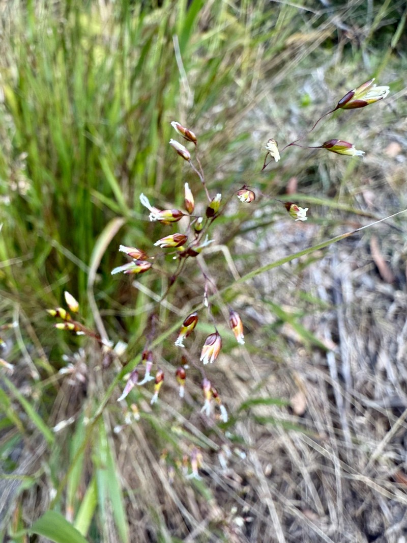 Anthoxanthum rariflorum photo 8