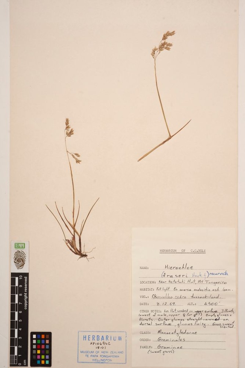 Anthoxanthum recurvatum