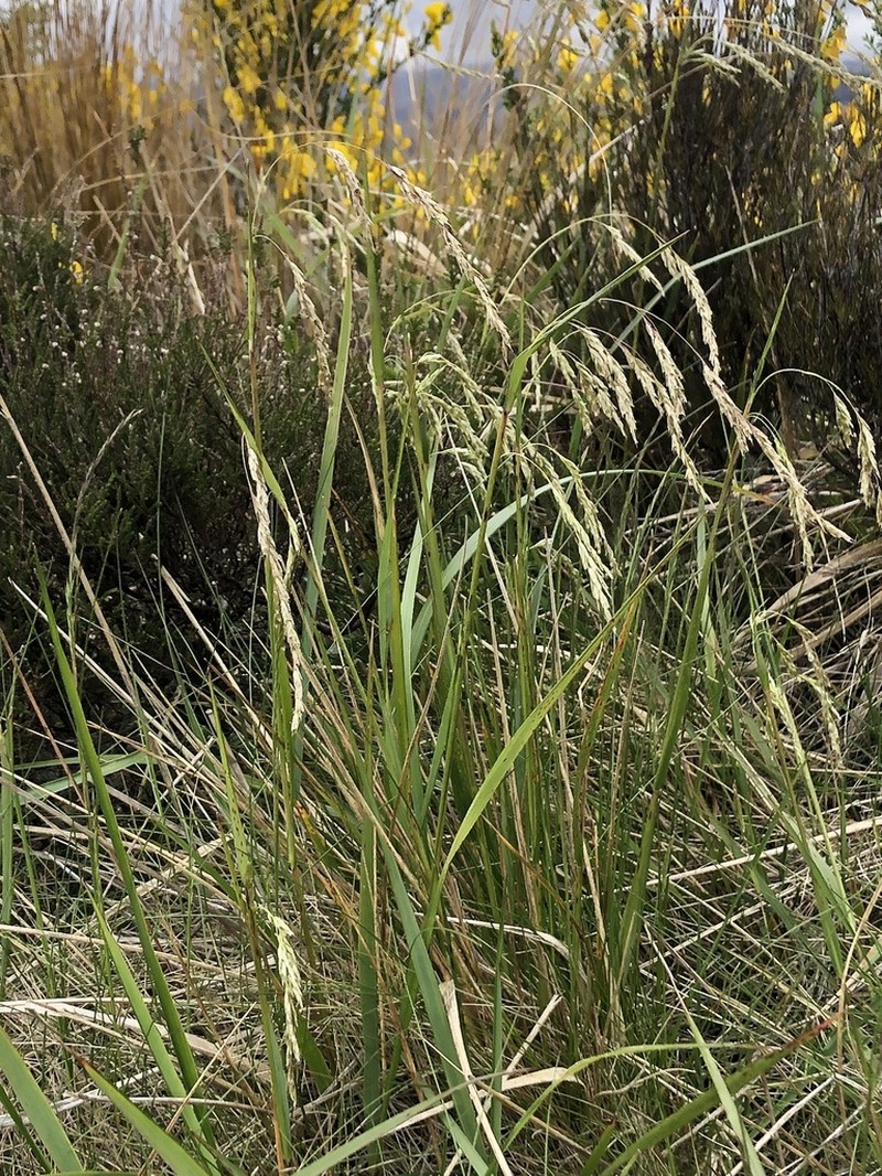 Anthoxanthum redolens photo 2