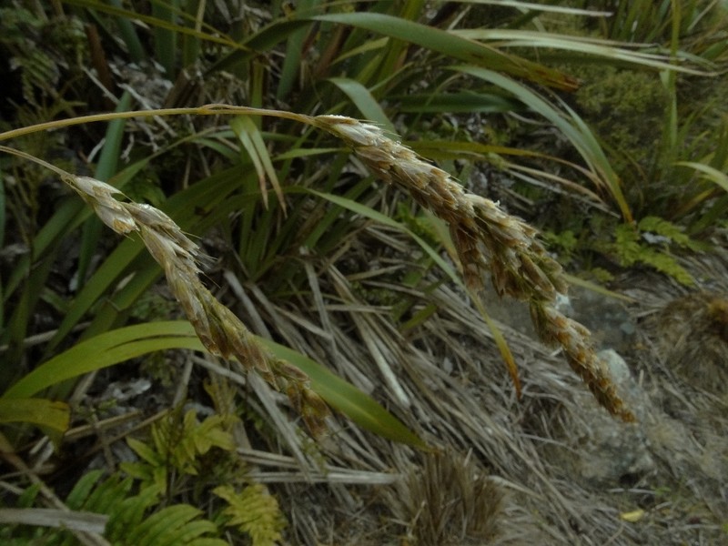 Anthoxanthum redolens photo 3