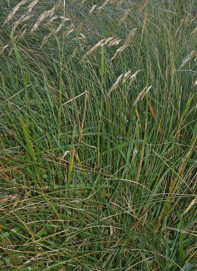 Anthoxanthum redolens photo 4