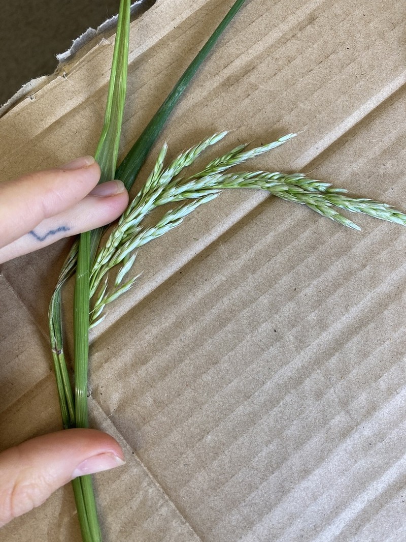 Anthoxanthum redolens photo 5