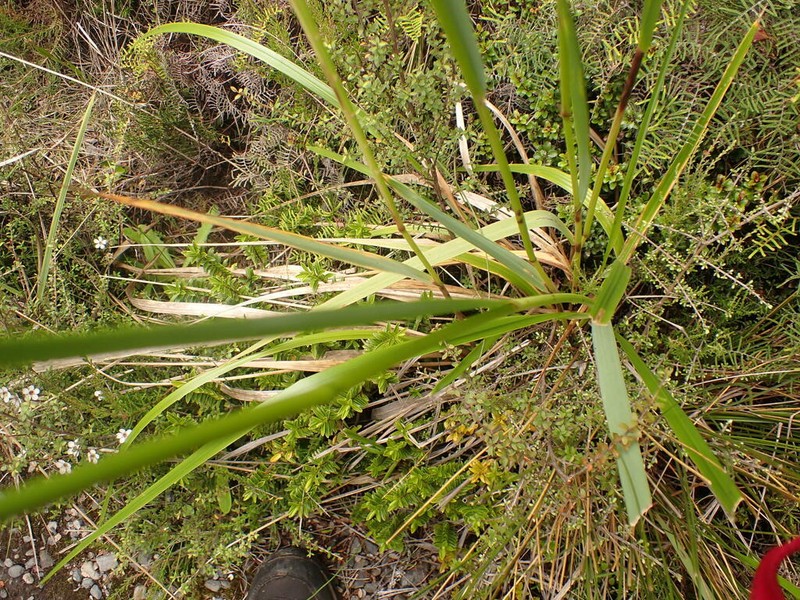 Anthoxanthum redolens photo 6