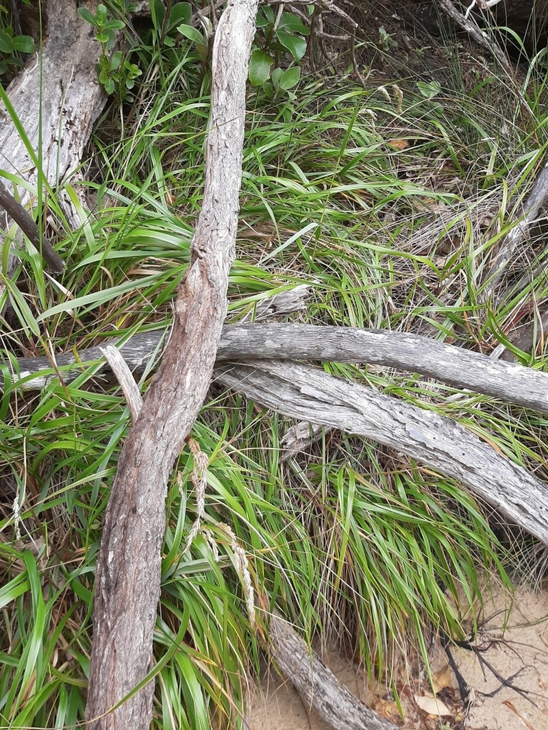 Anthoxanthum redolens photo 7