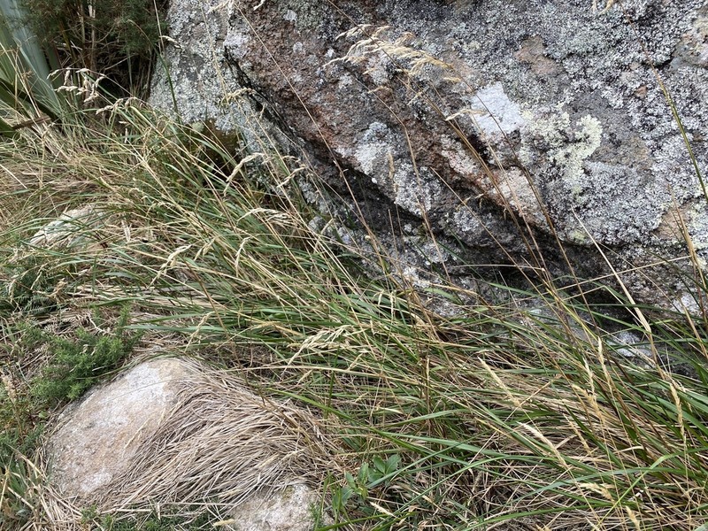 Anthoxanthum redolens photo 8
