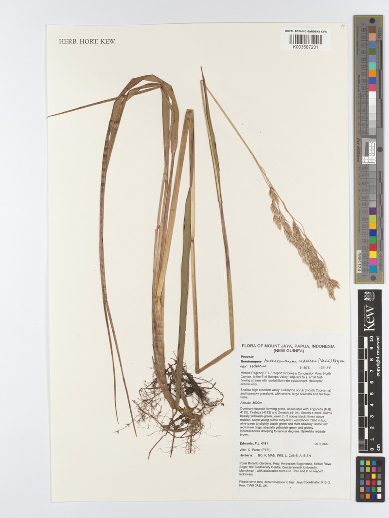 Anthoxanthum redolens var. redolens