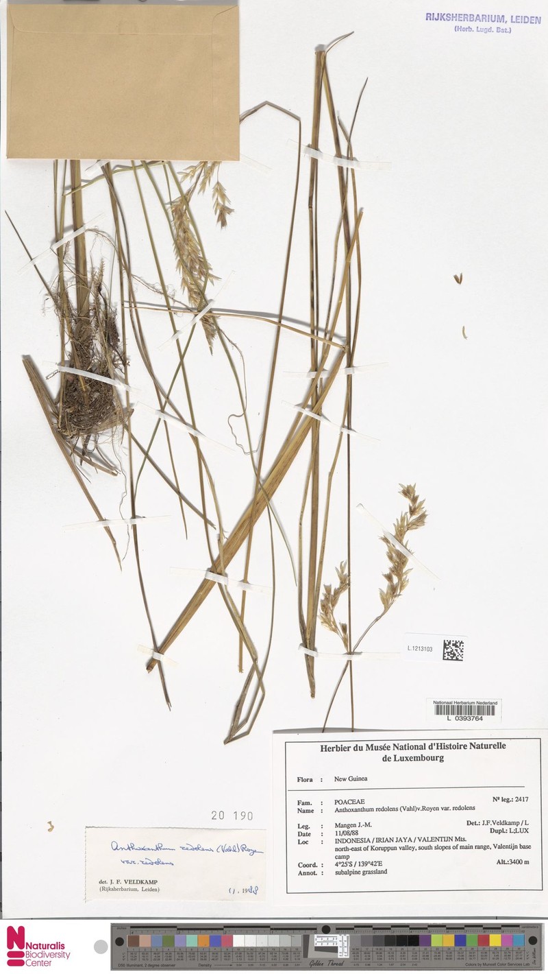 Anthoxanthum redolens var. redolens photo 2