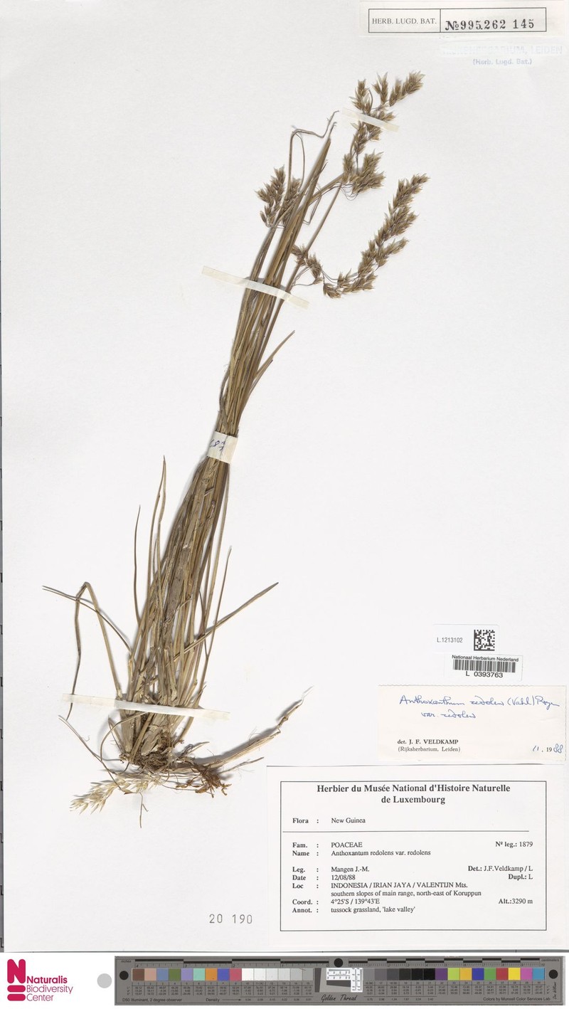 Anthoxanthum redolens var. redolens photo 3