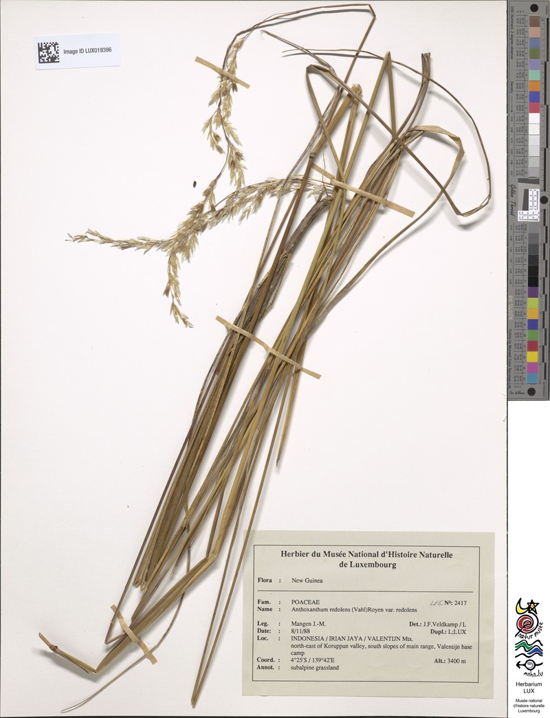 Anthoxanthum redolens var. redolens photo 4