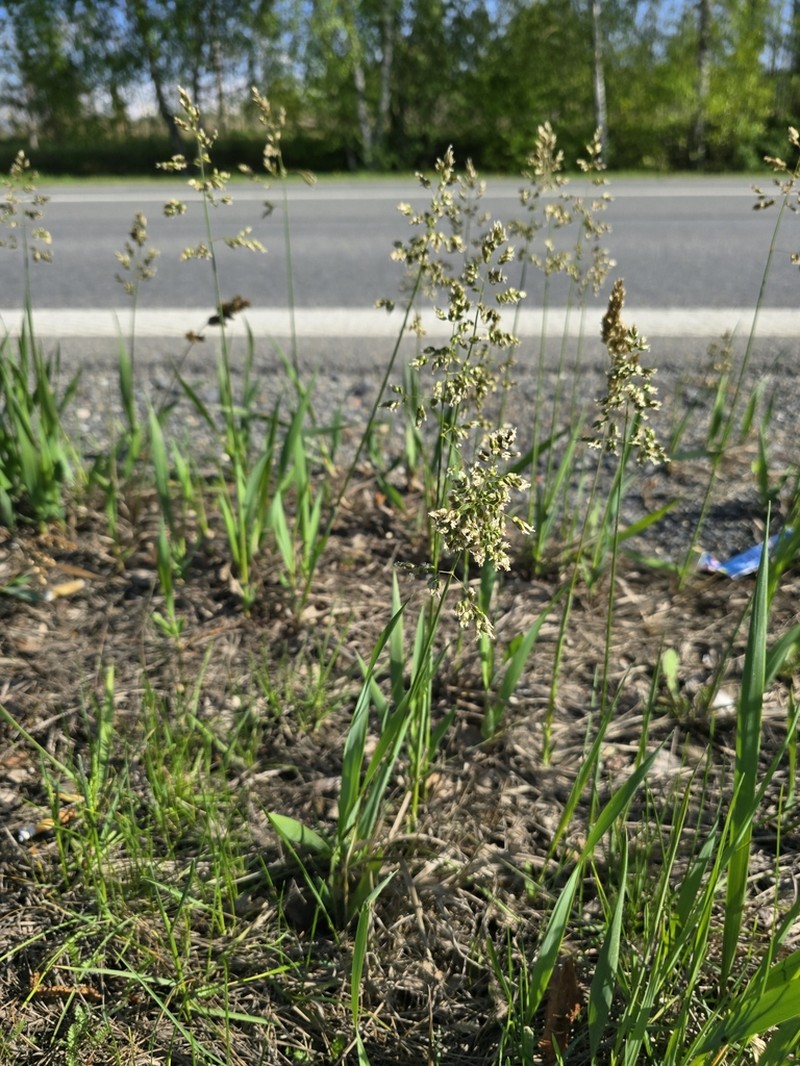 Anthoxanthum repens