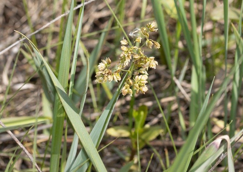 Anthoxanthum repens photo 2