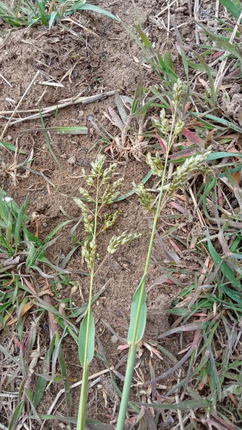 Anthoxanthum repens photo 3