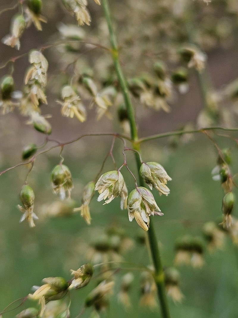 Anthoxanthum repens photo 4