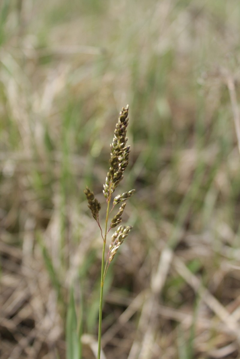 Anthoxanthum repens photo 5