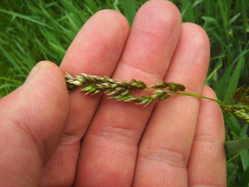 Anthoxanthum repens photo 6