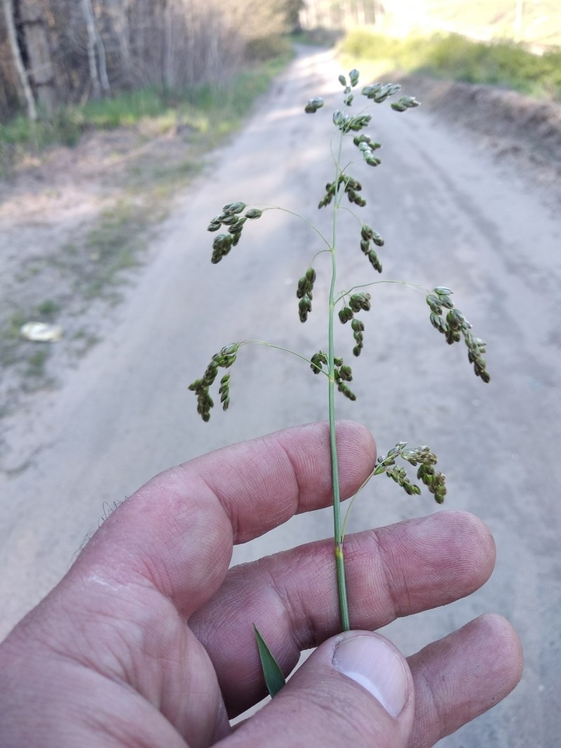 Anthoxanthum repens photo 7