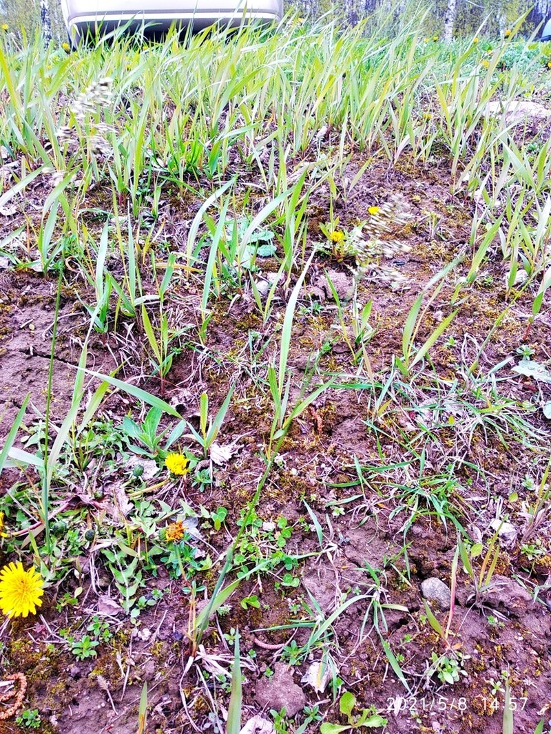 Anthoxanthum repens photo 8