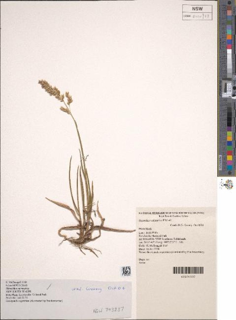 Anthoxanthum submuticum