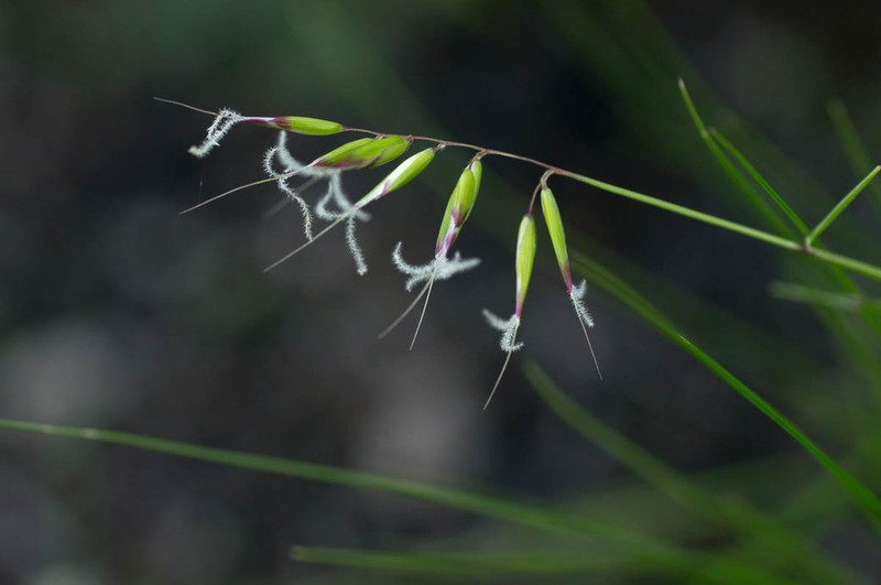 Anthoxanthum tongo
