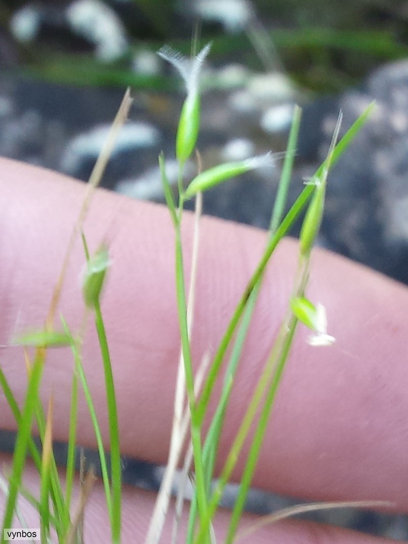 Anthoxanthum tongo photo 2