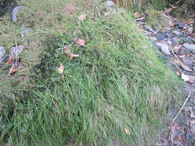 Anthoxanthum tongo photo 4