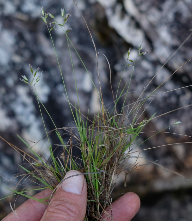 Anthoxanthum tongo photo 7