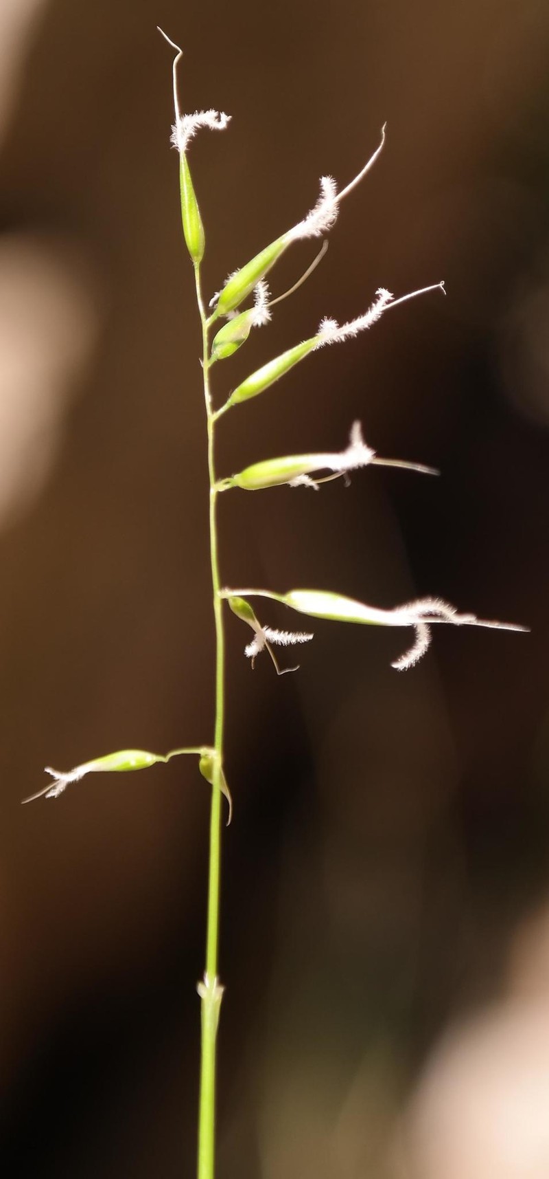 Anthoxanthum tongo photo 8