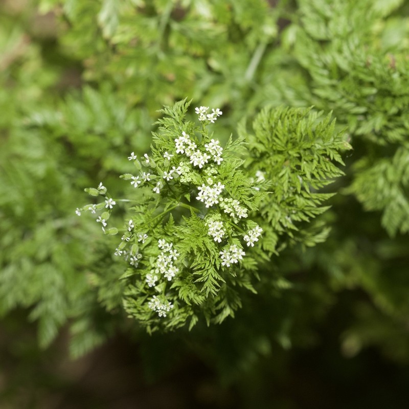 Bur Chervil photo 2