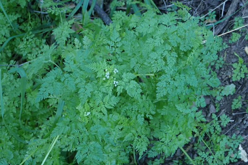 Bur Chervil photo 3